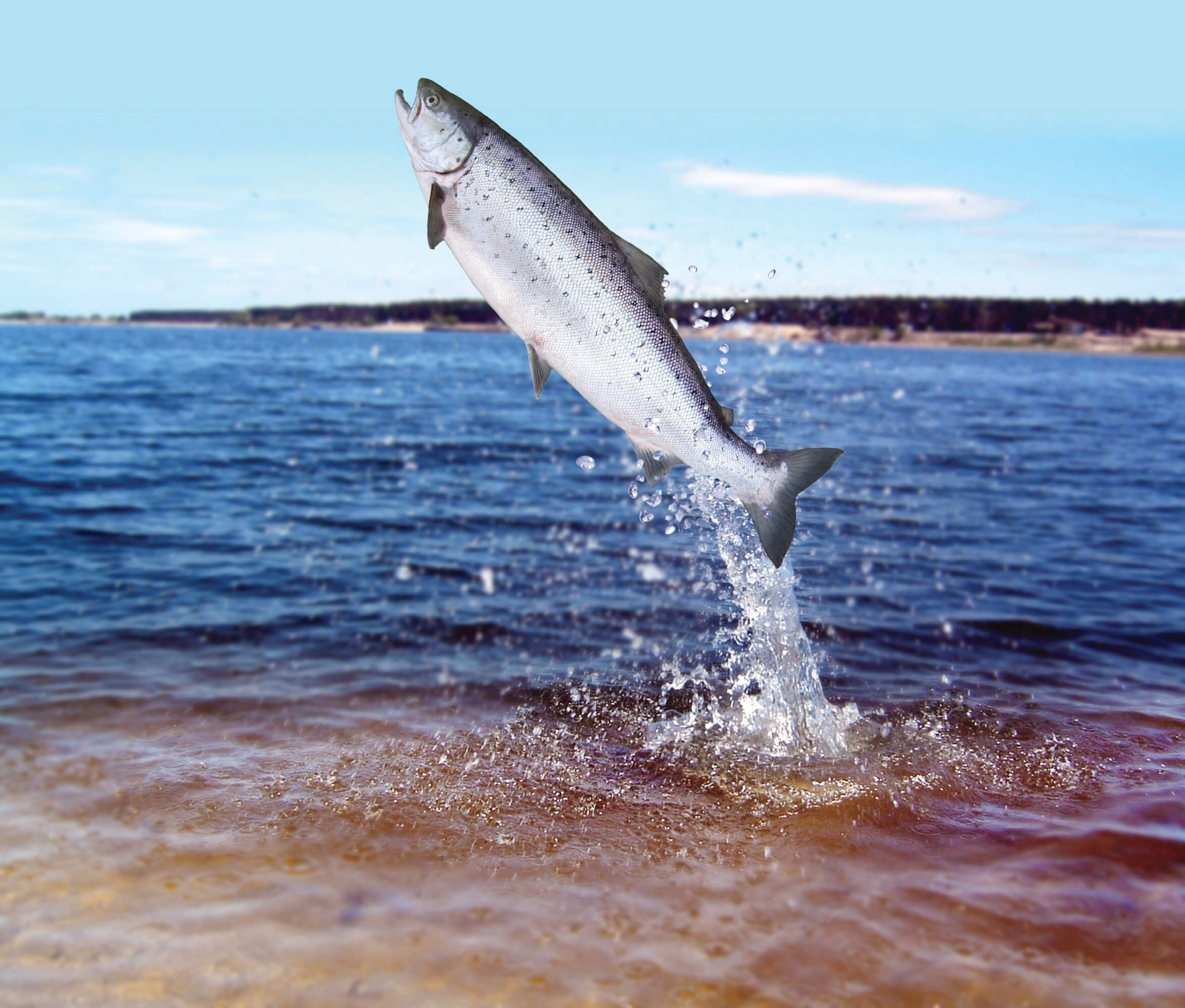 Trout jump « International Vegan Association